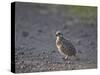 Red-Necked Spurfowl (Red-Necked Francolin) (Francolinus Afer) (Pternistes Afer) Chick-James Hager-Stretched Canvas