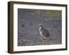 Red-Necked Spurfowl (Red-Necked Francolin) (Francolinus Afer) (Pternistes Afer) Chick-James Hager-Framed Photographic Print