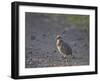 Red-Necked Spurfowl (Red-Necked Francolin) (Francolinus Afer) (Pternistes Afer) Chick-James Hager-Framed Photographic Print