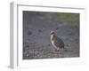 Red-Necked Spurfowl (Red-Necked Francolin) (Francolinus Afer) (Pternistes Afer) Chick-James Hager-Framed Photographic Print