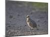 Red-Necked Spurfowl (Red-Necked Francolin) (Francolinus Afer) (Pternistes Afer) Chick-James Hager-Mounted Photographic Print