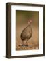 Red-Necked Spurfowl (Red-Necked Francolin) (Francolinus Afer) (Pternistes Afer)-James Hager-Framed Photographic Print