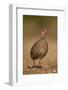 Red-Necked Spurfowl (Red-Necked Francolin) (Francolinus Afer) (Pternistes Afer)-James Hager-Framed Photographic Print