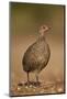 Red-Necked Spurfowl (Red-Necked Francolin) (Francolinus Afer) (Pternistes Afer)-James Hager-Mounted Photographic Print