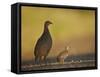 Red-Necked Spurfowl (Red-Necked Francolin) (Pternistes Afer) Hen and Chick-James Hager-Framed Stretched Canvas