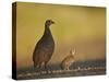 Red-Necked Spurfowl (Red-Necked Francolin) (Pternistes Afer) Hen and Chick-James Hager-Stretched Canvas