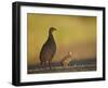 Red-Necked Spurfowl (Red-Necked Francolin) (Pternistes Afer) Hen and Chick-James Hager-Framed Photographic Print
