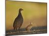 Red-Necked Spurfowl (Red-Necked Francolin) (Pternistes Afer) Hen and Chick-James Hager-Mounted Photographic Print