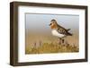 Red-Necked Stint (Calidris Ruficollis) on its Russian Breeding Grounds. Chukotka, Russia. June-Gerrit Vyn-Framed Photographic Print