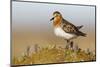 Red-Necked Stint (Calidris Ruficollis) on its Russian Breeding Grounds. Chukotka, Russia. June-Gerrit Vyn-Mounted Photographic Print