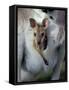 Red-necked Wallaby Joey in Pouch, Bunya Mountain National Park, Australia-Theo Allofs-Framed Stretched Canvas