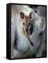 Red-necked Wallaby Joey in Pouch, Bunya Mountain National Park, Australia-Theo Allofs-Framed Stretched Canvas