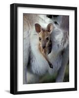 Red-necked Wallaby Joey in Pouch, Bunya Mountain National Park, Australia-Theo Allofs-Framed Photographic Print