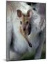 Red-necked Wallaby Joey in Pouch, Bunya Mountain National Park, Australia-Theo Allofs-Mounted Photographic Print