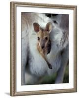 Red-necked Wallaby Joey in Pouch, Bunya Mountain National Park, Australia-Theo Allofs-Framed Photographic Print