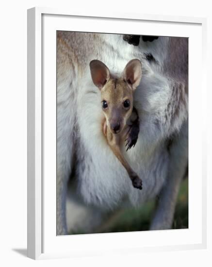 Red-necked Wallaby Joey in Pouch, Bunya Mountain National Park, Australia-Theo Allofs-Framed Photographic Print