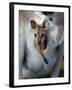 Red-necked Wallaby Joey in Pouch, Bunya Mountain National Park, Australia-Theo Allofs-Framed Photographic Print