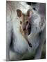 Red-necked Wallaby Joey in Pouch, Bunya Mountain National Park, Australia-Theo Allofs-Mounted Photographic Print