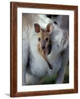 Red-necked Wallaby Joey in Pouch, Bunya Mountain National Park, Australia-Theo Allofs-Framed Photographic Print