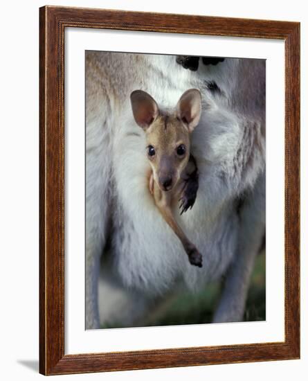 Red-necked Wallaby Joey in Pouch, Bunya Mountain National Park, Australia-Theo Allofs-Framed Photographic Print