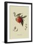 Red Nectarine-William Hooker-Framed Art Print