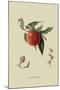 Red Nectarine-William Hooker-Mounted Art Print