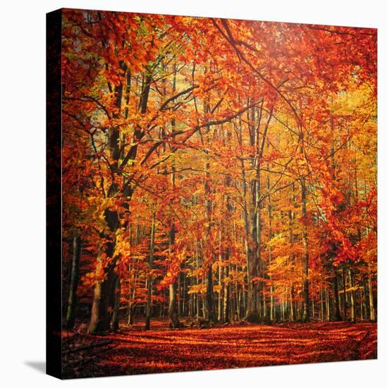 Red November-Philippe Sainte-Laudy-Stretched Canvas