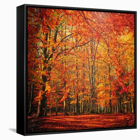 Red November-Philippe Sainte-Laudy-Framed Stretched Canvas