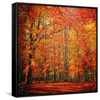 Red November-Philippe Sainte-Laudy-Framed Stretched Canvas