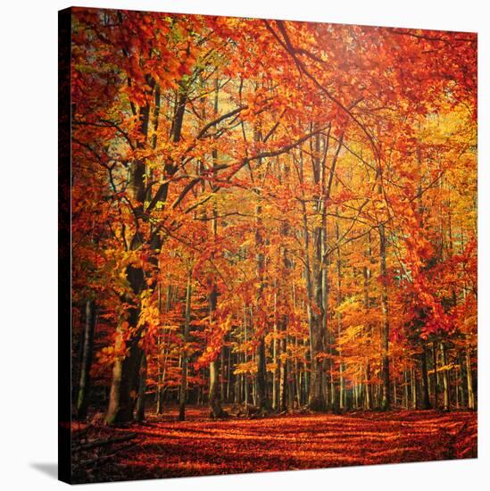 Red November-Philippe Sainte-Laudy-Stretched Canvas