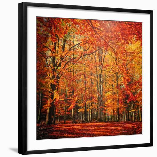 Red November-Philippe Sainte-Laudy-Framed Premium Photographic Print