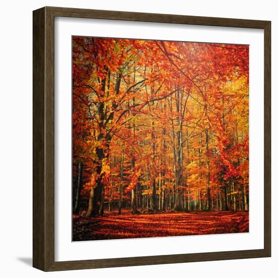 Red November-Philippe Sainte-Laudy-Framed Photographic Print