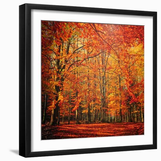 Red November-Philippe Sainte-Laudy-Framed Photographic Print