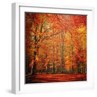 Red November-Philippe Sainte-Laudy-Framed Photographic Print