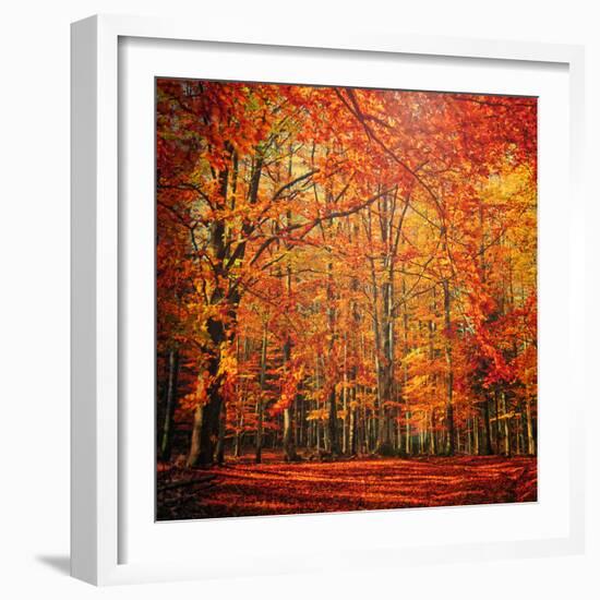 Red November-Philippe Sainte-Laudy-Framed Photographic Print