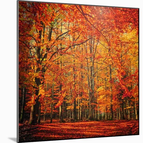Red November-Philippe Sainte-Laudy-Mounted Photographic Print