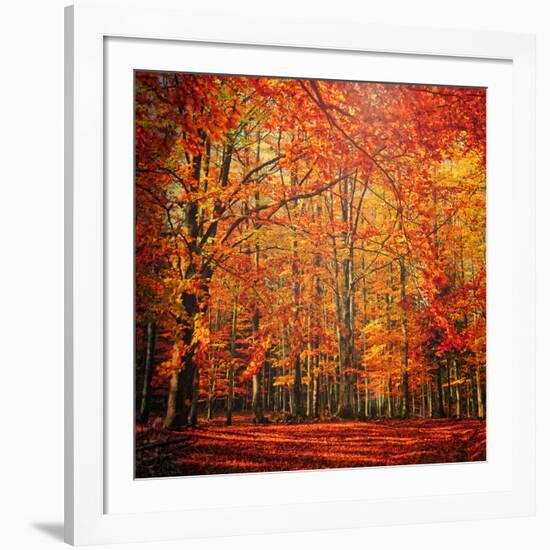 Red November-Philippe Sainte-Laudy-Framed Photographic Print