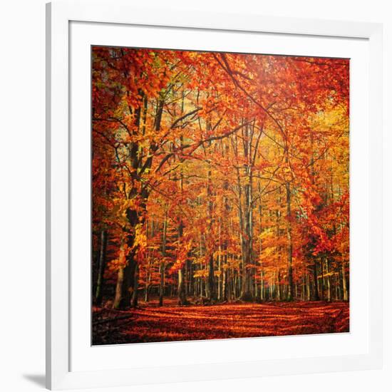 Red November-Philippe Sainte-Laudy-Framed Photographic Print