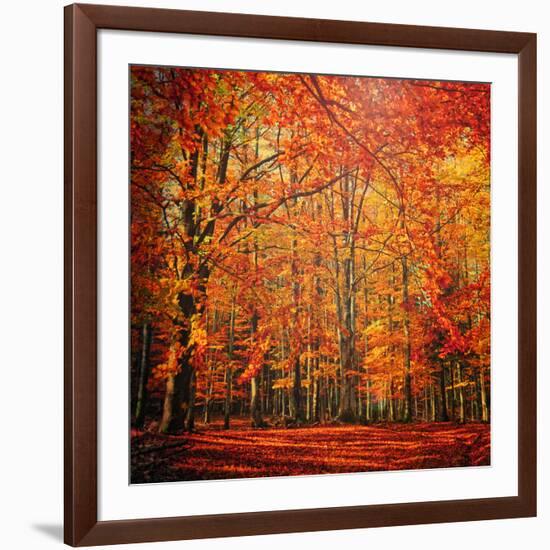 Red November-Philippe Sainte-Laudy-Framed Photographic Print