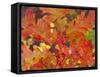 Red Oak Leaves, Colorado, USA-Julie Eggers-Framed Stretched Canvas