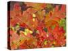 Red Oak Leaves, Colorado, USA-Julie Eggers-Stretched Canvas