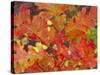 Red Oak Leaves, Colorado, USA-Julie Eggers-Stretched Canvas