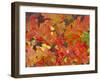 Red Oak Leaves, Colorado, USA-Julie Eggers-Framed Premium Photographic Print