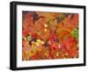 Red Oak Leaves, Colorado, USA-Julie Eggers-Framed Photographic Print