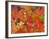 Red Oak Leaves, Colorado, USA-Julie Eggers-Framed Photographic Print