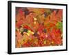 Red Oak Leaves, Colorado, USA-Julie Eggers-Framed Photographic Print