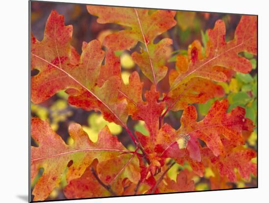 Red Oak Leaves, Colorado, USA-Julie Eggers-Mounted Photographic Print