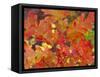 Red Oak Leaves, Colorado, USA-Julie Eggers-Framed Stretched Canvas