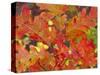 Red Oak Leaves, Colorado, USA-Julie Eggers-Stretched Canvas