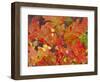 Red Oak Leaves, Colorado, USA-Julie Eggers-Framed Photographic Print